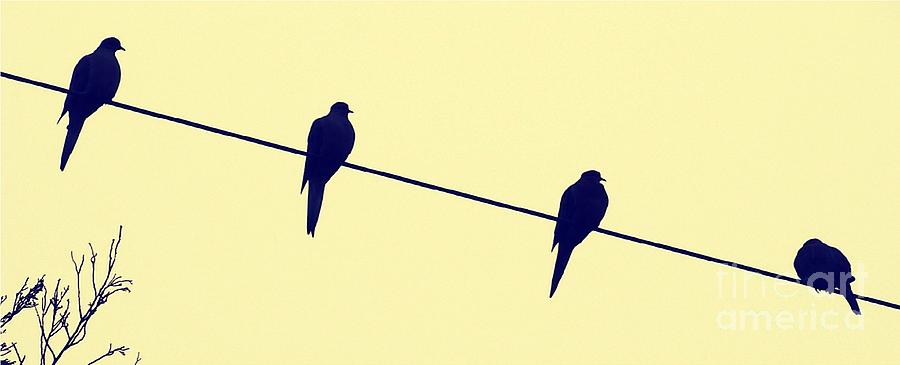  - birds-on-a-wire-john-velasquez