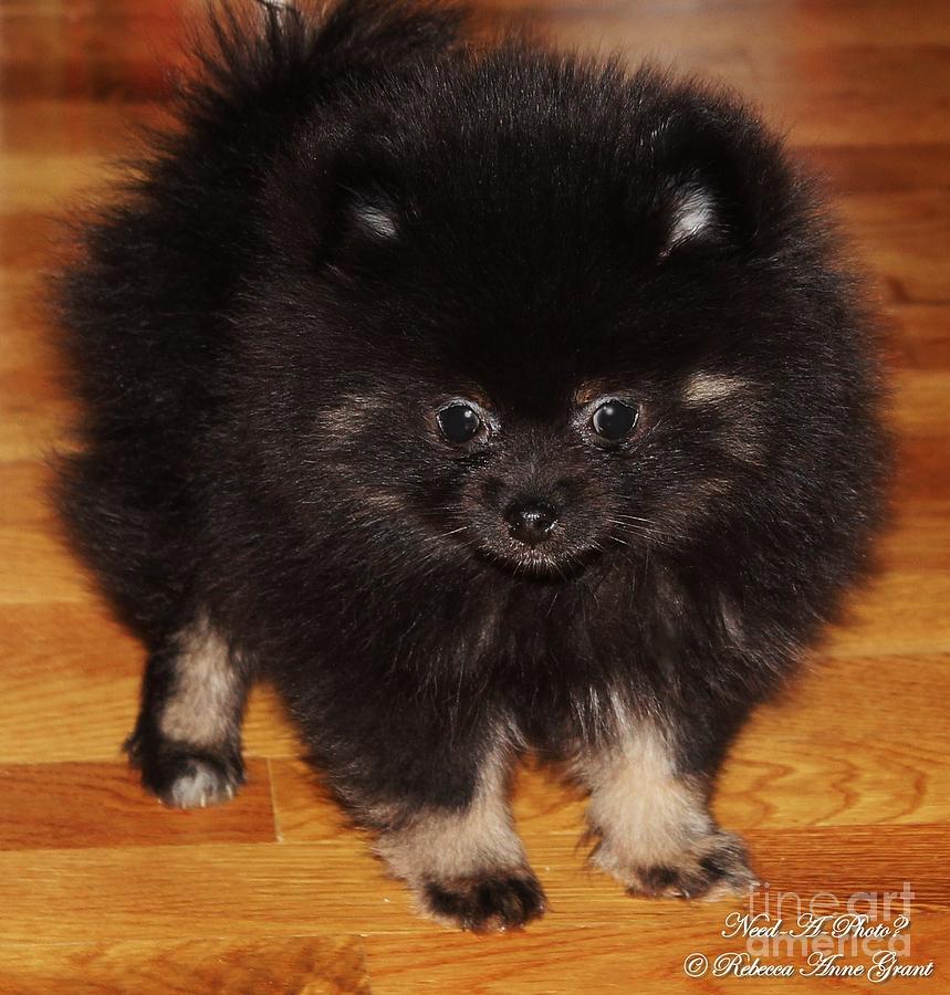 Black And Tan Pomeranian Photograph