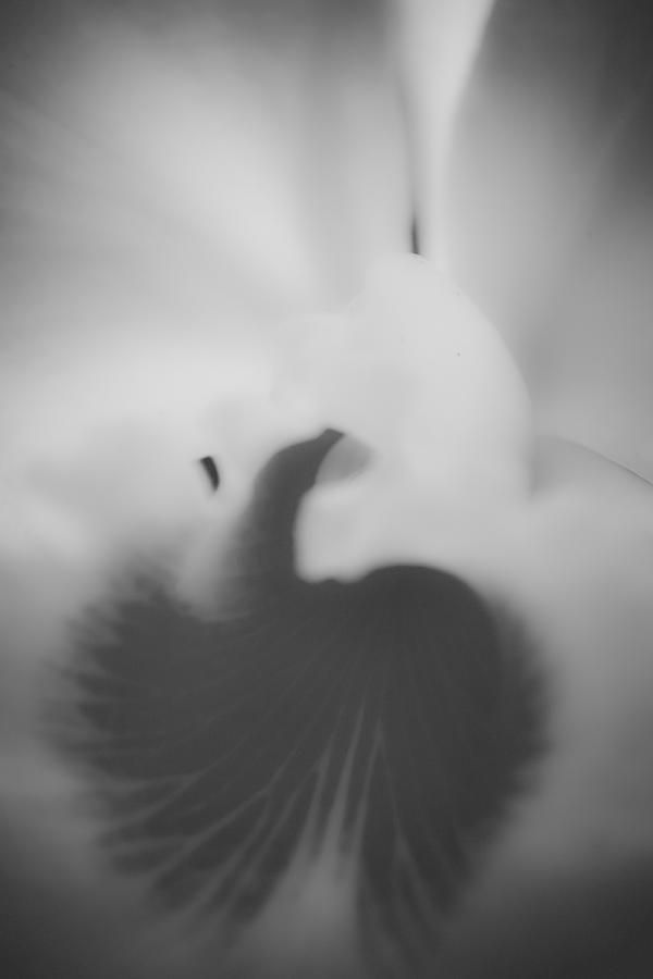  - black-and-white-orchid-simona-berger