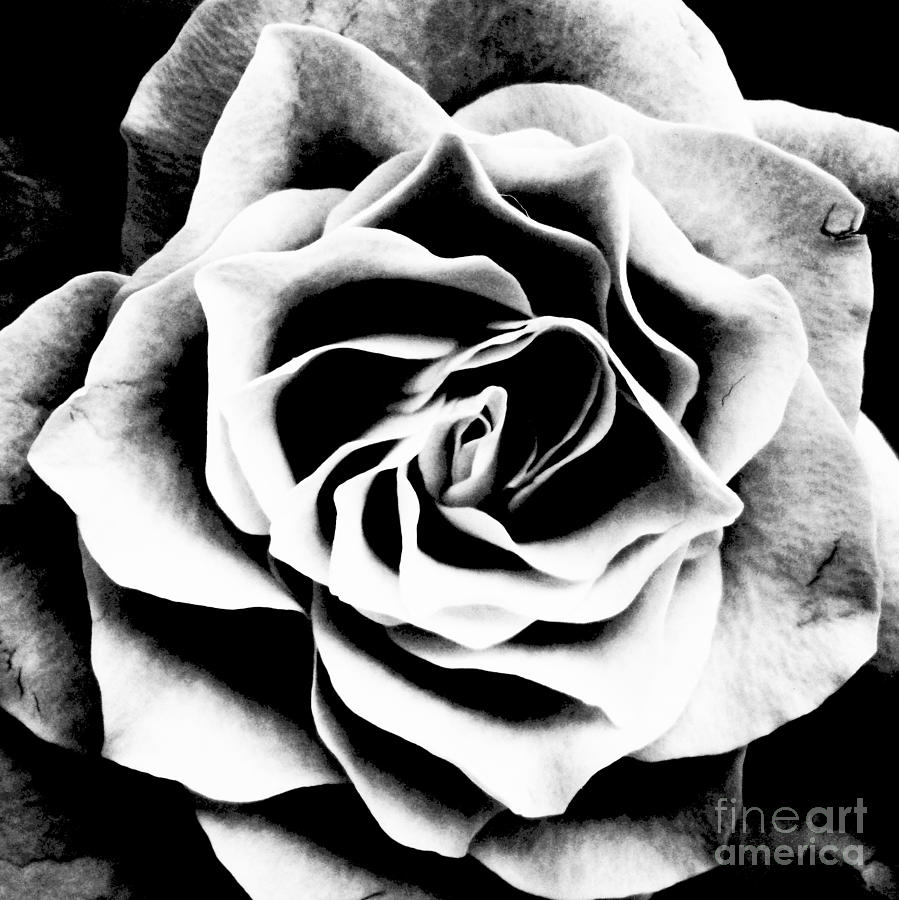 Black And White Rose Artwork