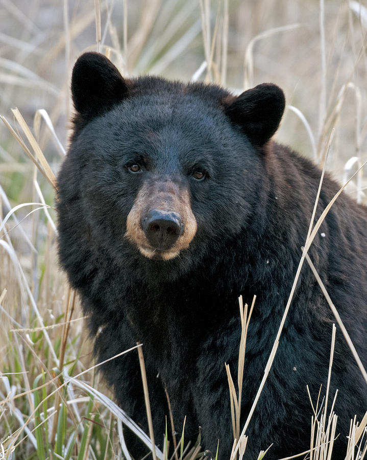 black-bear-closeup-gary-langley.jpg