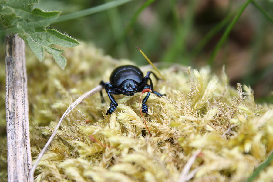  - black-beetle-anne-maybury
