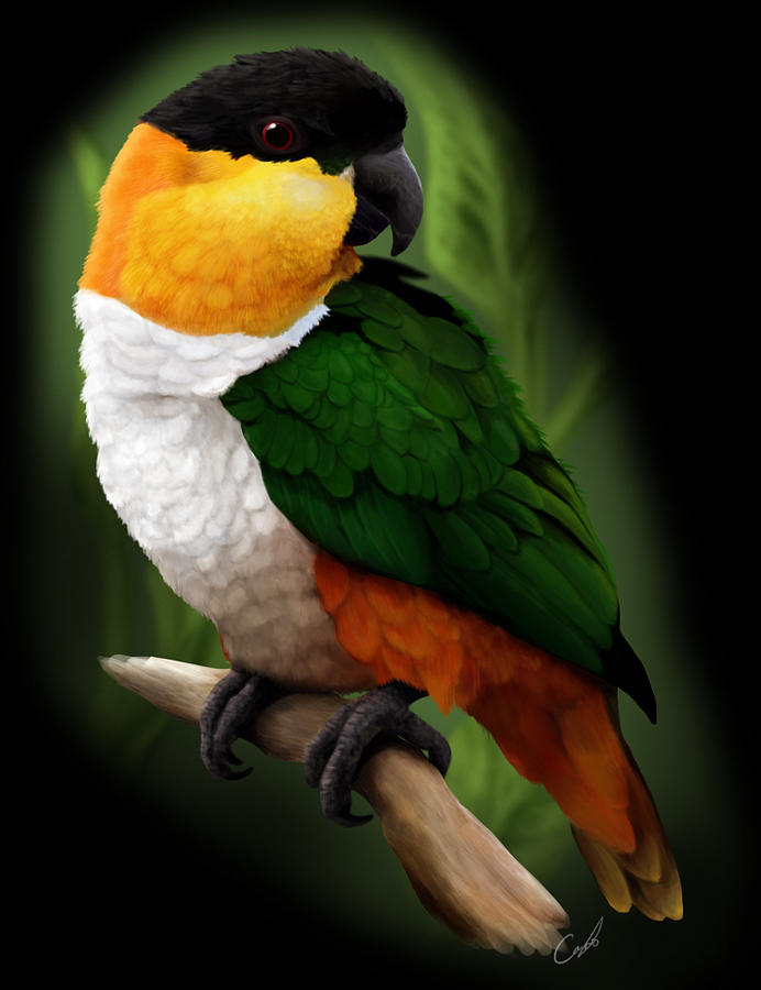 Black Capped Caique Digital Art by Carolina Lang