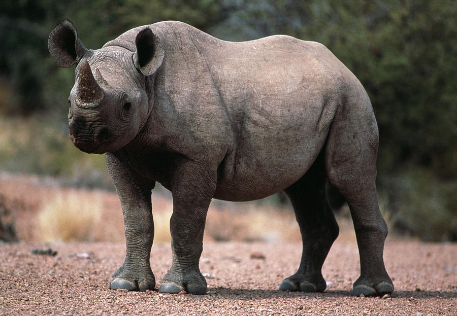 Black Rhinoceros Calf Photograph By Tony Camacho Science Photo Library