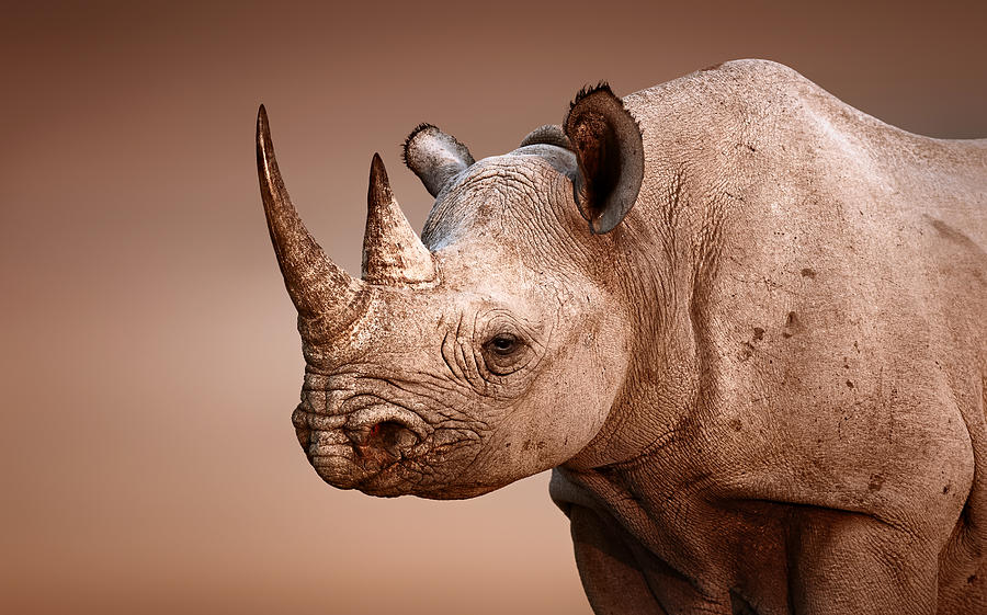 Black Rhinoceros Portrait Photograph By Johan Swanepoel Fine Art America