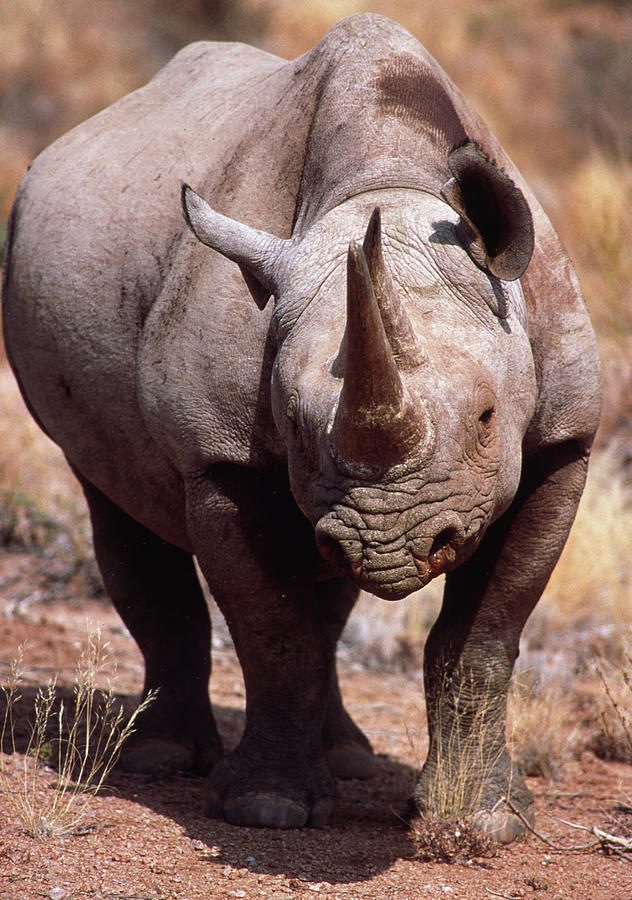 Black Rhinoceros Photograph By Tony Camacho Science Photo Library