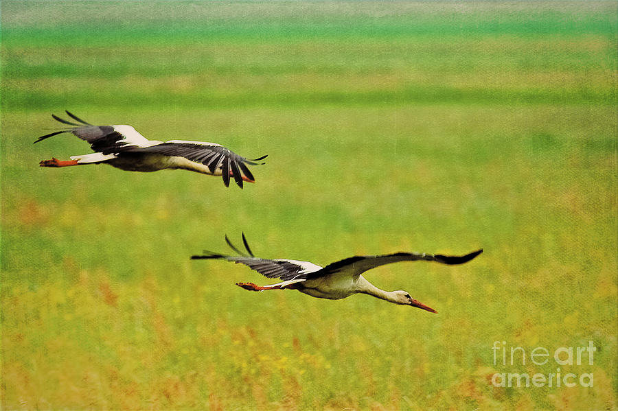  - black-storks-flying-together-izabela-kaminska