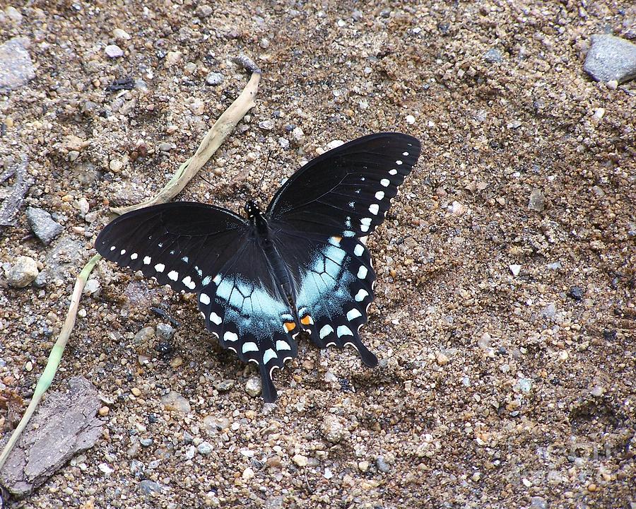  - black-swallowtail-pamela-walters