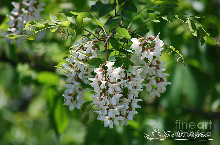 Black Walnut Blossoms 20130515a_169 by Tina Hopkins