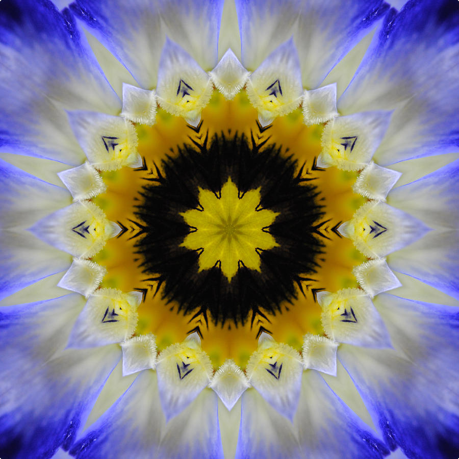  - blue-and-yellow-floral-abstract-tile-39-cindy-boyd