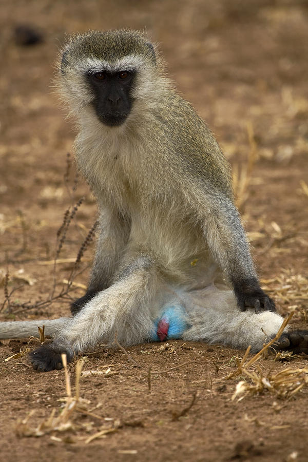 Blue-balled Vervet Monkey Photograph by Sally Weigand