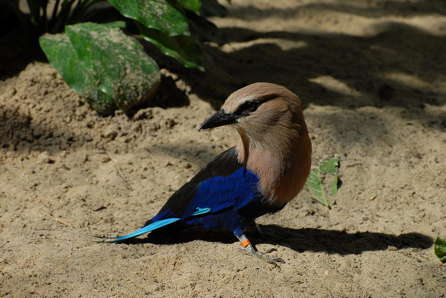 Blue Bellied Roller Photograph By Joyce StJames Fine Art America