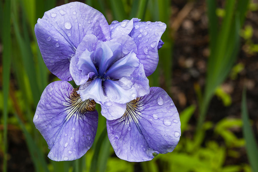  - blue-iris-flower-raindrops-garden-virginia-carol-vandyke