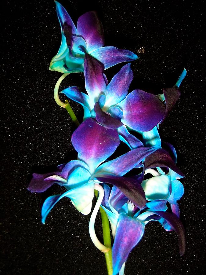 blue orchids stephanie moore