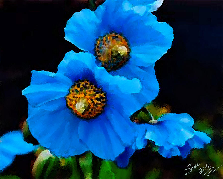 Are There Blue Poppies