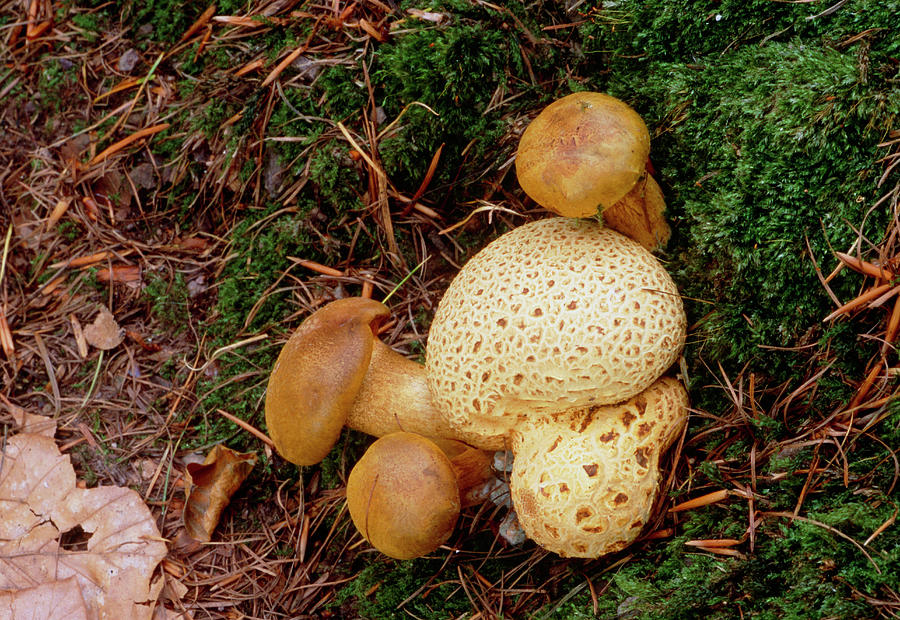 Boletus Parasiticus Fungi By John Wright Science Photo Library