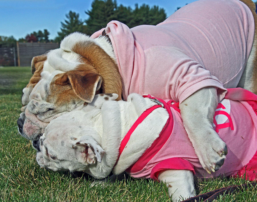 BooBoo And Ruby 02 Photograph By Jeff Stallard Fine Art America