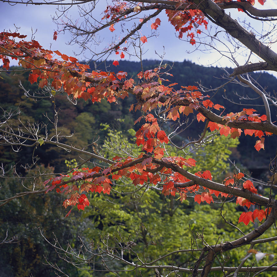  - boston-ivy-in-autumn-color-gunma-japan-chiaki-hamaguchi