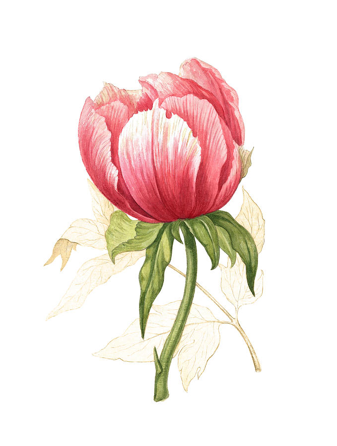 Botanical Art Peony Painting by Maryna Horbachova