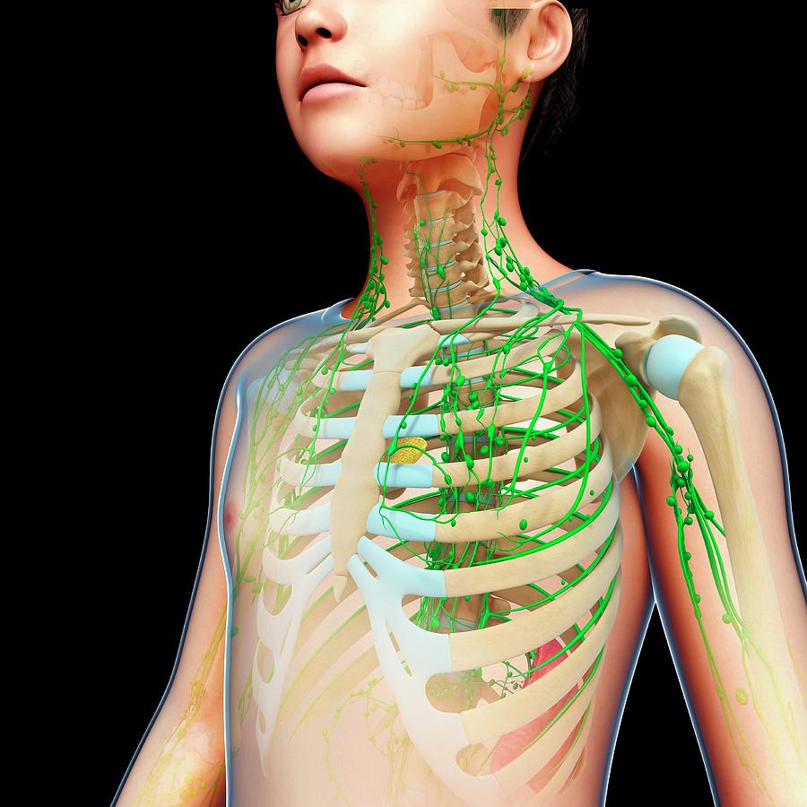 Boy S Skeletal And Lymphatic Systems Photograph By Pixologicstudio