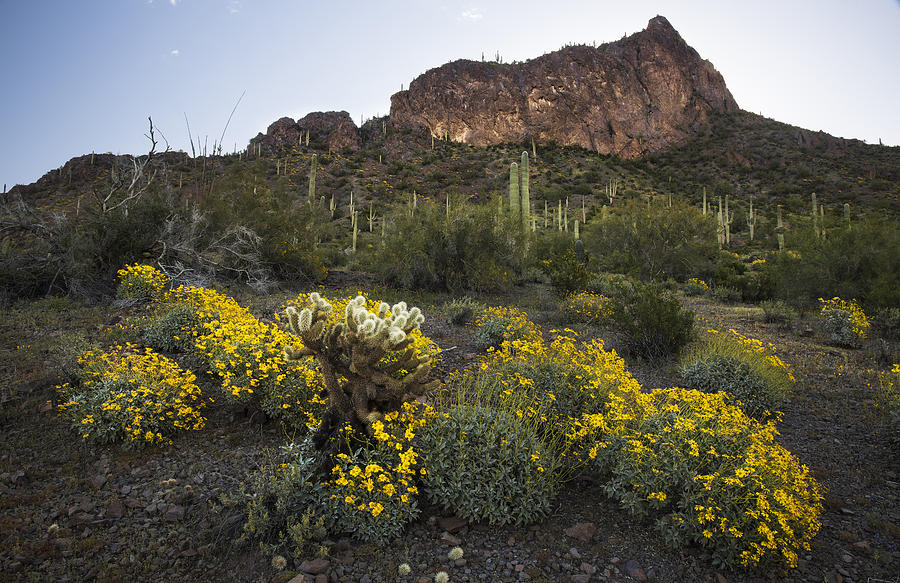 Brittle Bush Blooms In The Desert Photograph by Dave Dilli