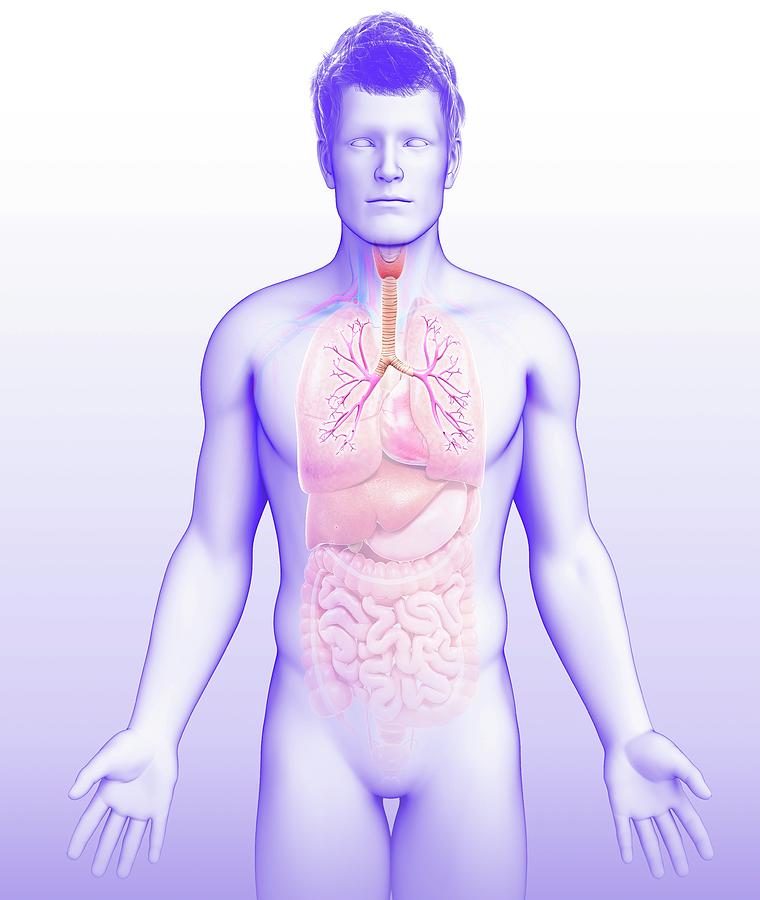 Bronchi Of The Human Lungs Photograph By Pixologicstudio Science Photo