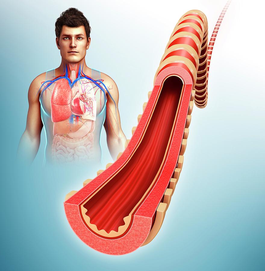 Bronchus Of The Human Lung By Pixologicstudio Science Photo Library