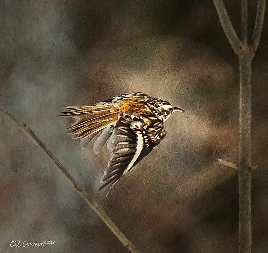 Brown Creeper In Flight Photograph