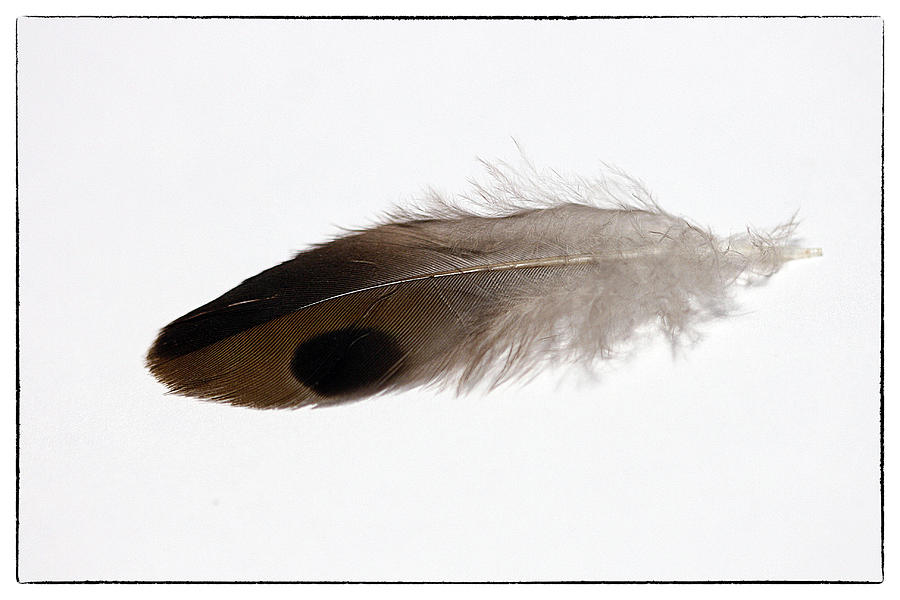 Brown Feather With Black Spot Photograph by Cindi Ressler