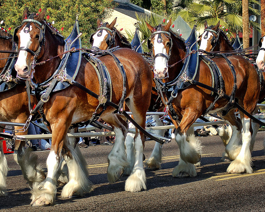 Budweiser Clydesdales Photograph By Jon Berghoff