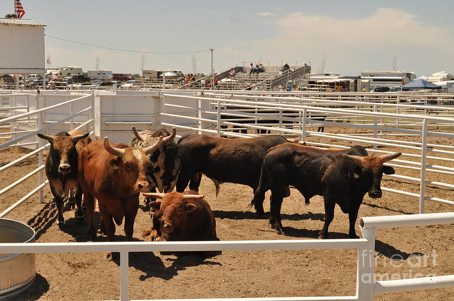 Bull Pen by Joe Beakey