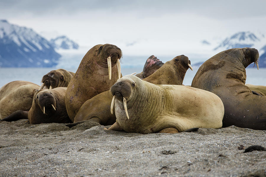 Bull Walrus Group By Peter Orr Photography