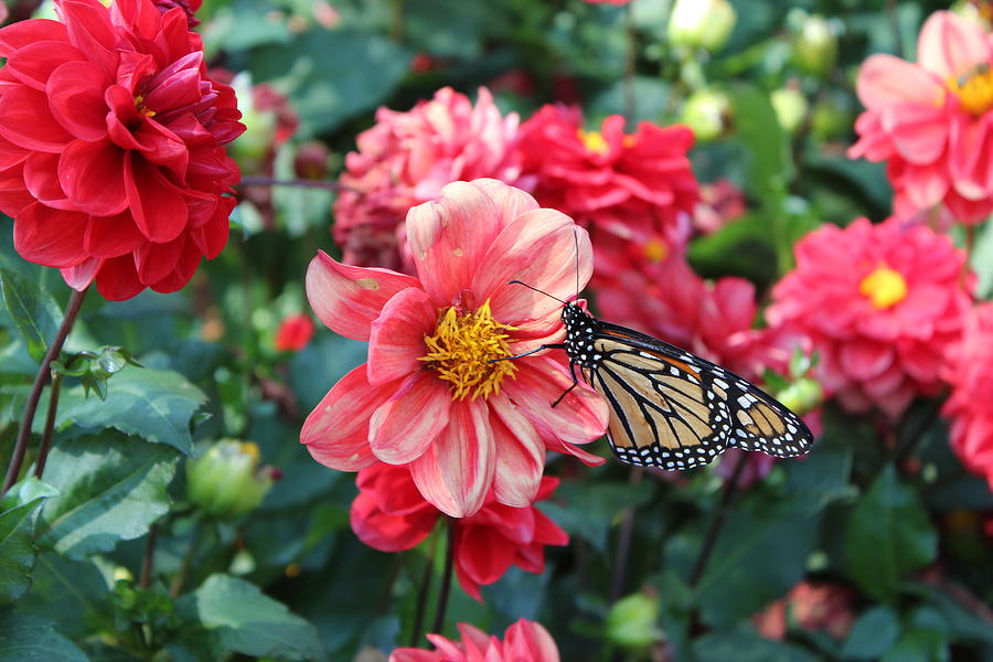  - butterfly-on-a-flower-botanical-garden-prashant-shah