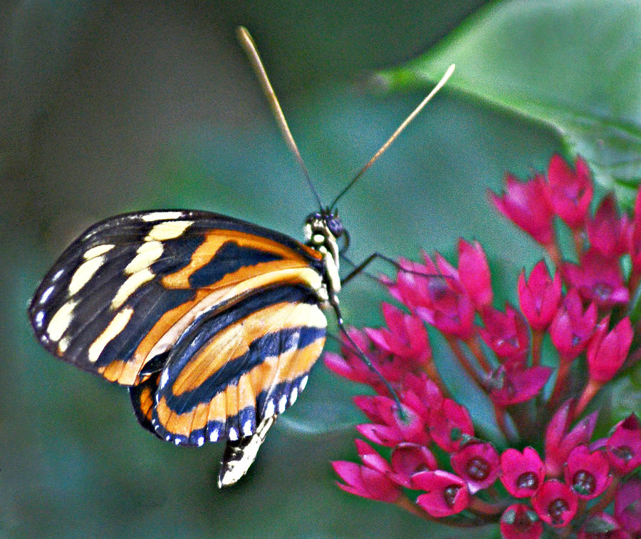  - butterfly-on-red-flower-allan-einhorn