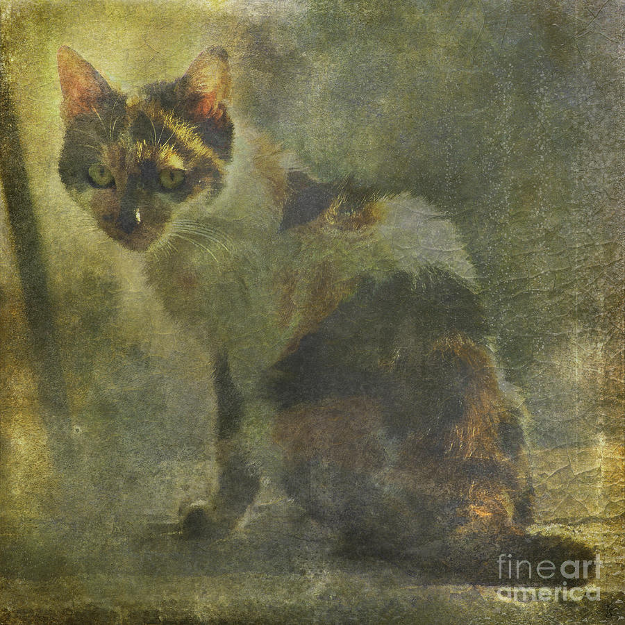 Calico Cat II by Alice Van der Sluis