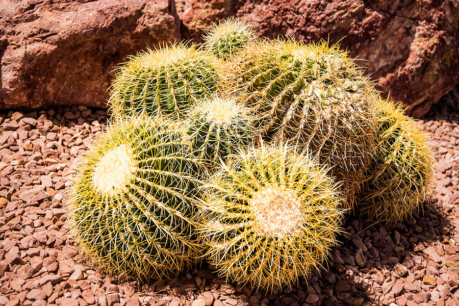 California Barrel Cactus Photograph by Onyonet Photo Studios