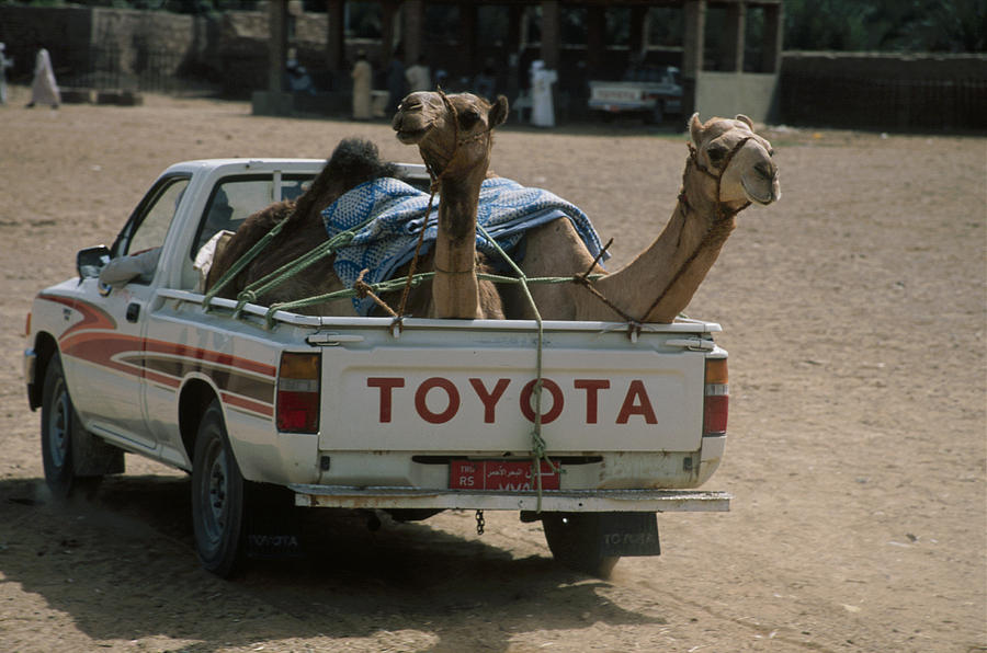  - camels-in-truck-david-schutt