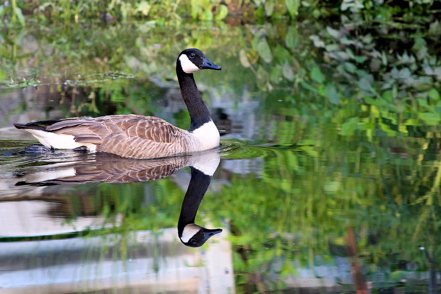  - canada-goose-on-the-canal-arun-dev
