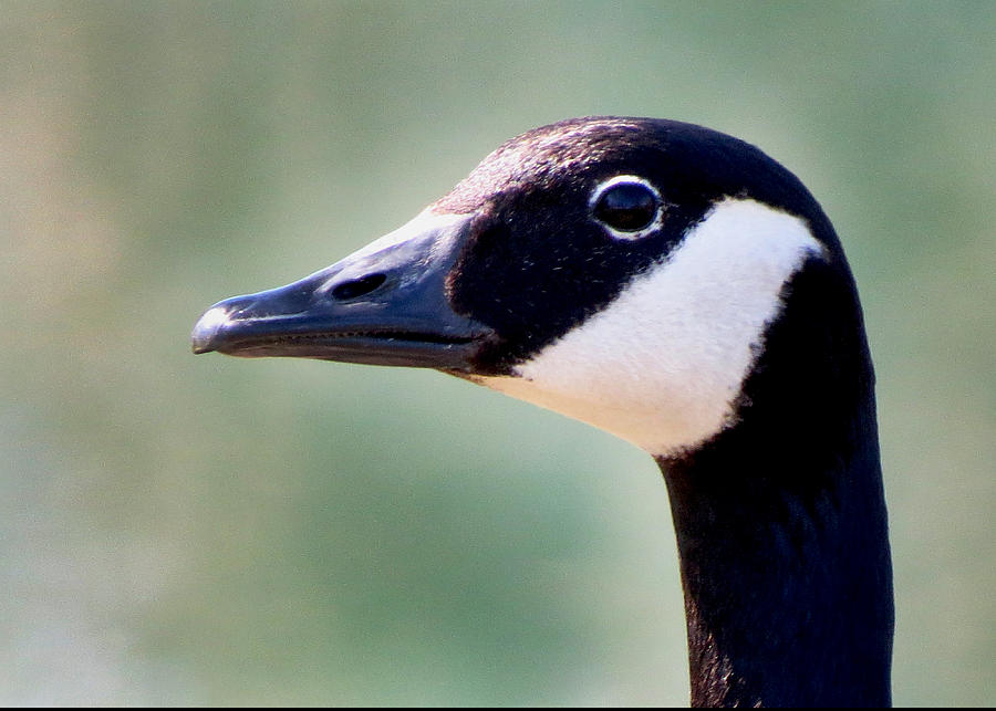 Canada Goose Profile Photograph by Craig Bohnert