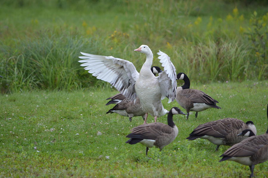 Canadian Snow Goose In Maine Photograph by Lena Hatch