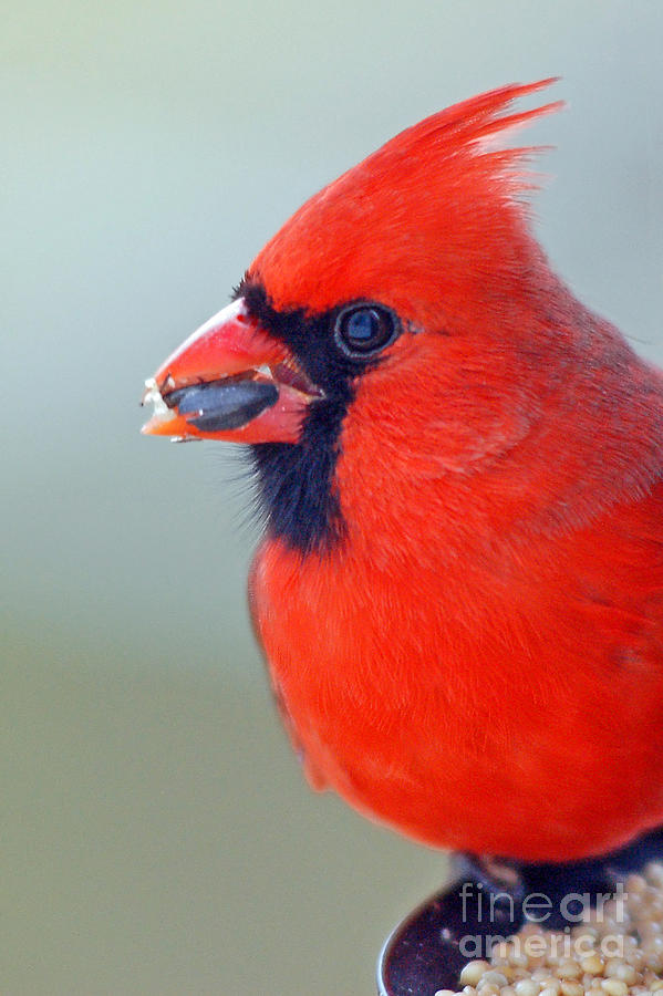 cardinal bird with sunflower seed digital art by eva kaufman cardinal bird with sunflower seed digital art by eva kaufman