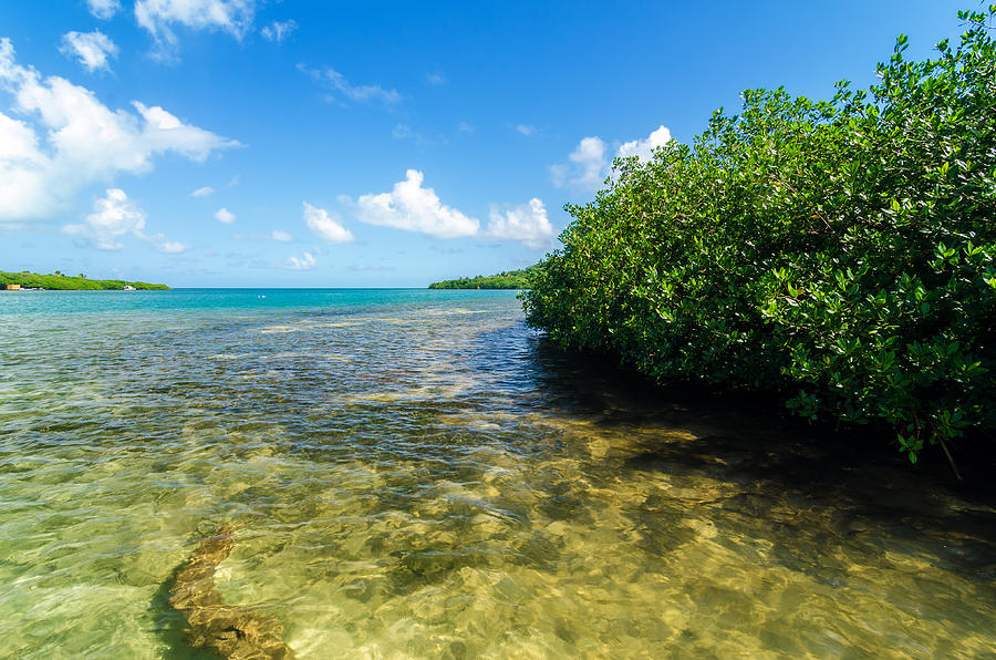 Caribbean Mangroves Photograph By Jess Kraft