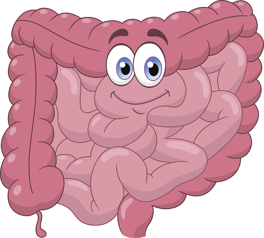 Stomach And Intestines Clipart Aflam Neeeak Kulturaupice