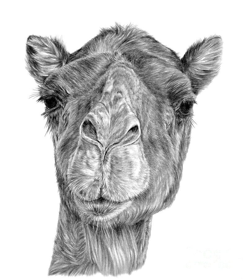Cheeky Camel Drawing by Pencil Paws