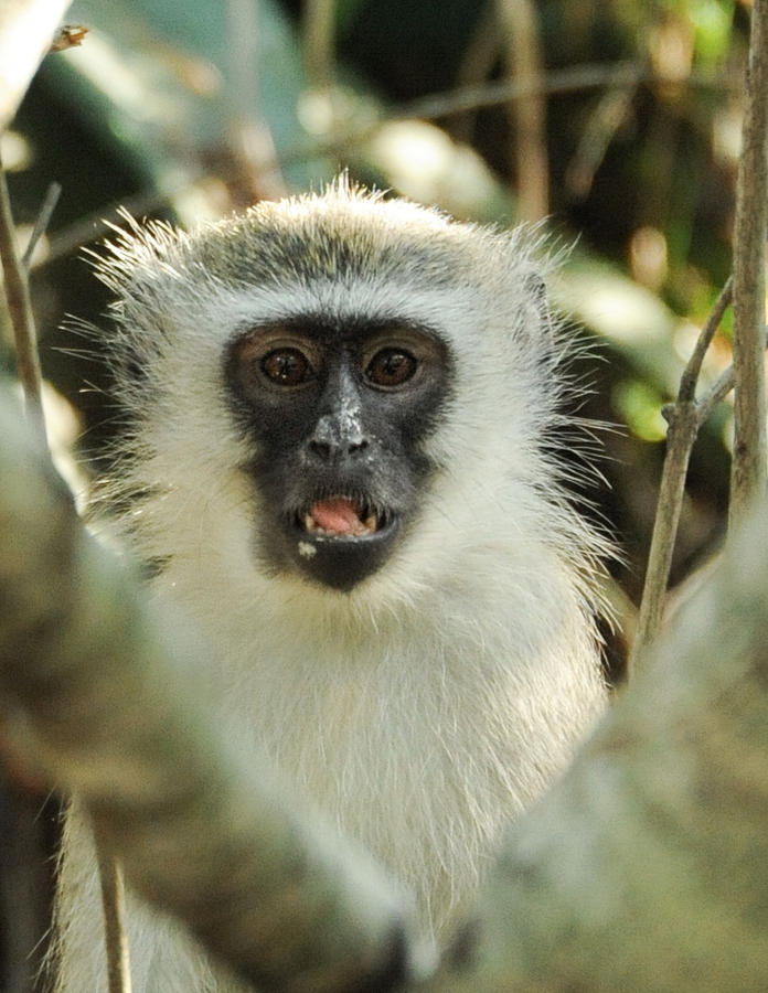 <b>Cheeky Monkey</b> Photograph - cheeky-monkey-mandy-fell