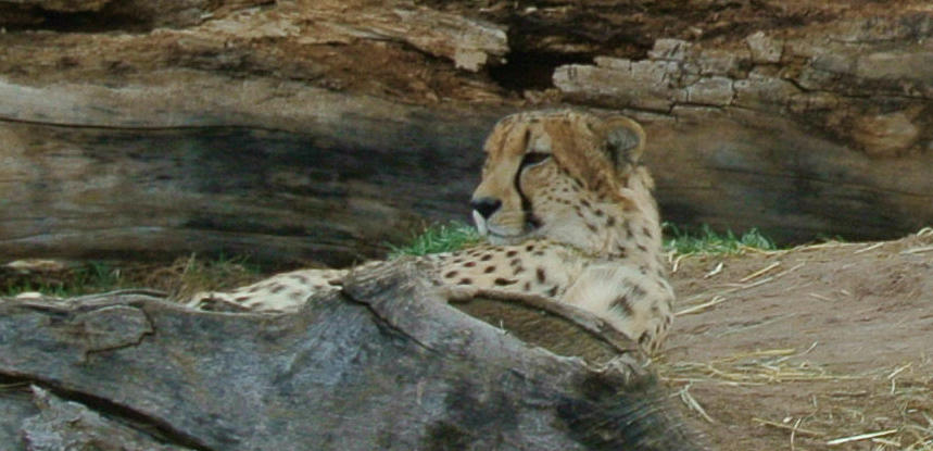  - cheetah-amber-davenport