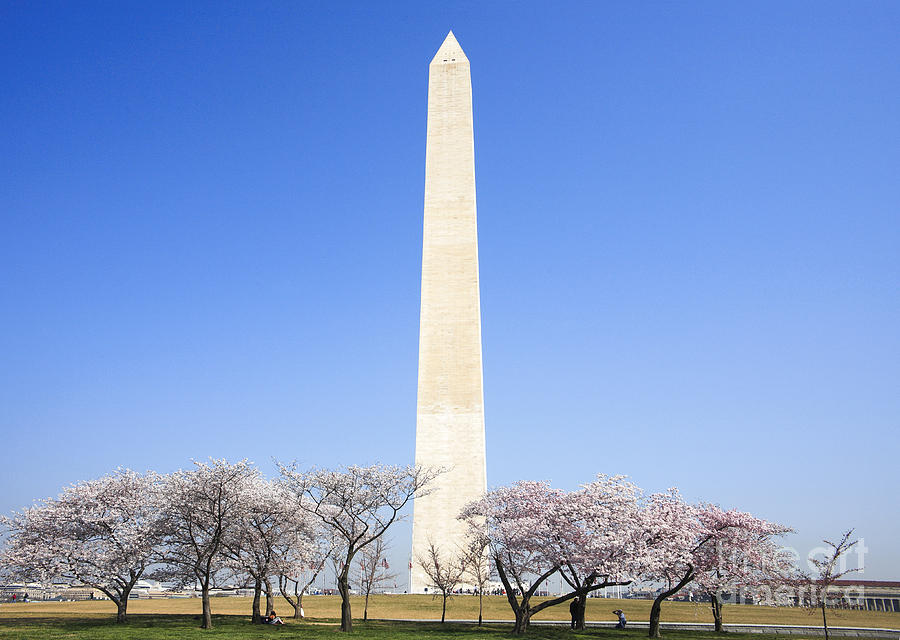 Cherry Trees And The Washington Monument by William Kuta