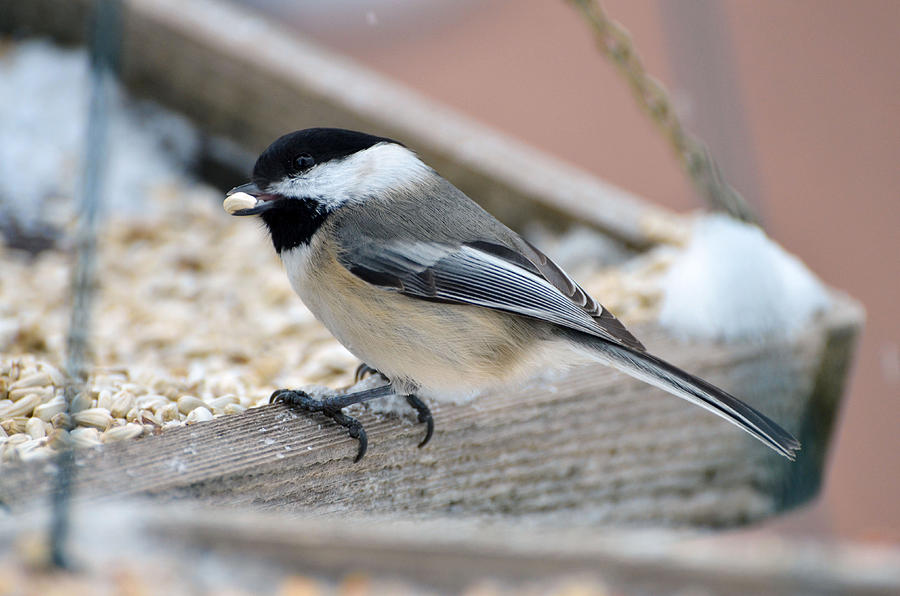 chickadee on the feeder photograph by chris tennis chickadee on the feeder photograph by chris tennis