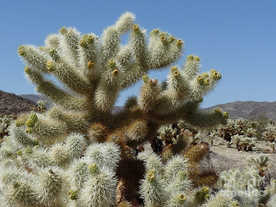 cholla cactus photograph by deborah smolinske cholla cactus photograph by deborah smolinske
