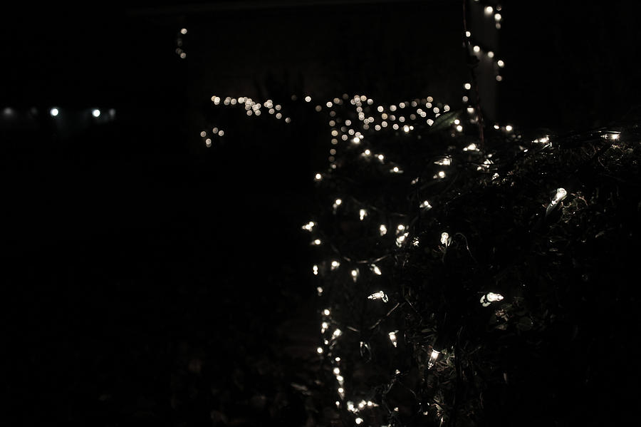 christmas lights in bushes by heather gifford christmas lights in bushes by heather gifford